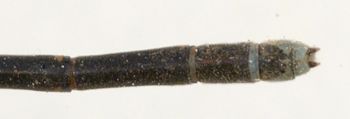 Media type: image; Entomology 12461   Aspect: abdomen ventral view